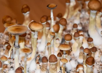 Shroom-Infused Gummies: Tips and Ways You Can Use for Your Psilocybin Treats