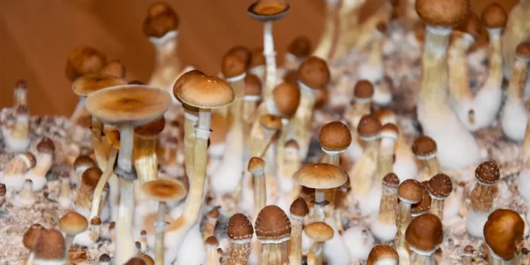 Shroom-Infused Gummies: Tips and Ways You Can Use for Your Psilocybin Treats