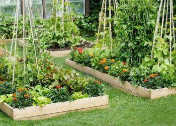 8 Raised Beds That Make It Easier to Grow Your Own Fresh Produce
